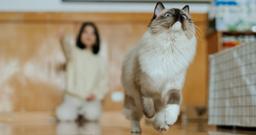 The Best Cats for Dogs (and Dog Lovers)