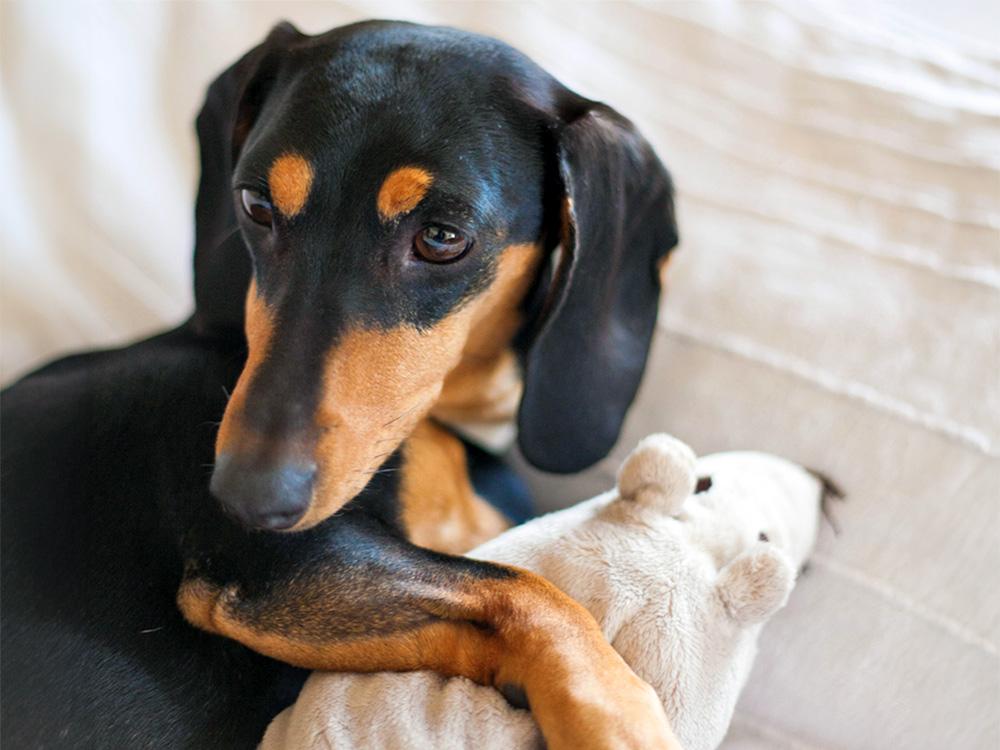 Dachshund dog