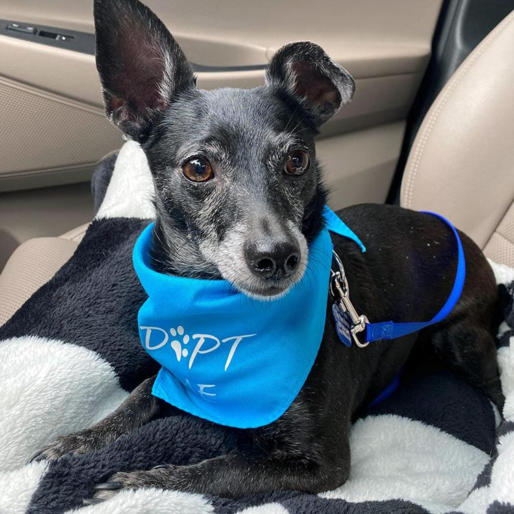 small dog rescued in car