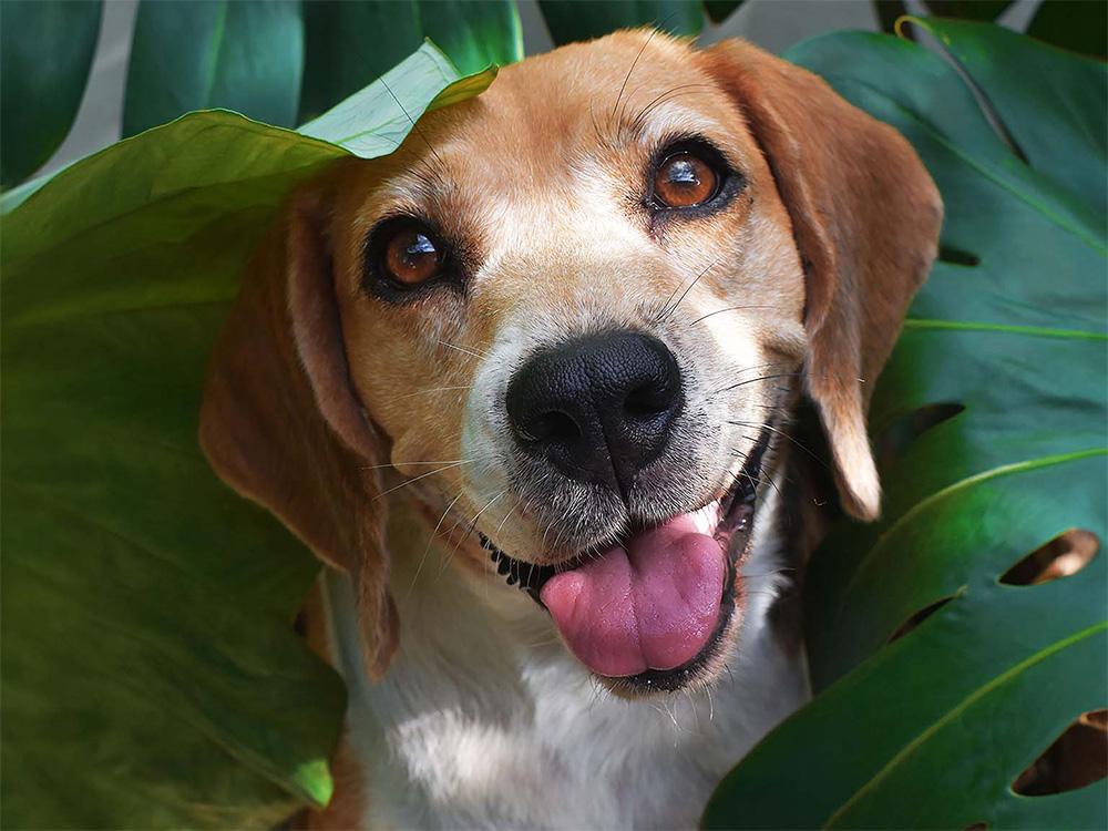beagle in plants
