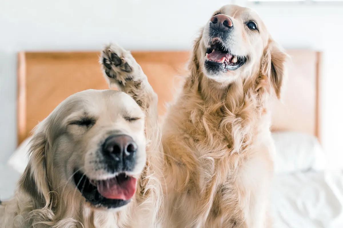 two golden retrievers on a bed