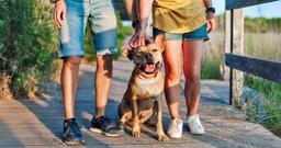 What Are the Requirements for Adopting a Pet?