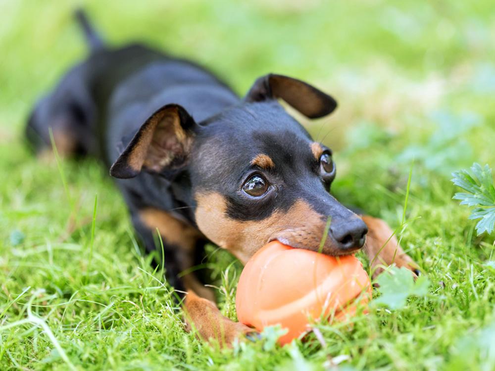 Miniature Pinscher with a ball in the grass