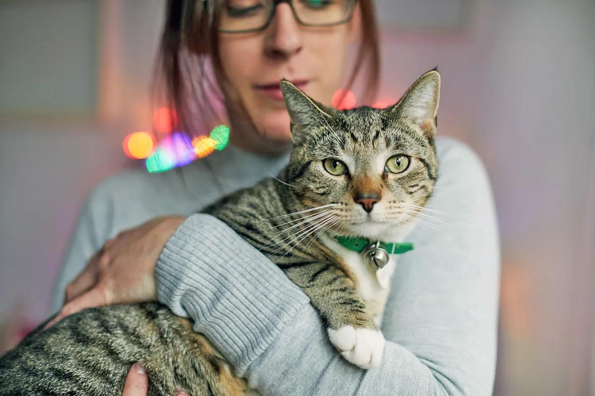 brown tabby domestic with white paws