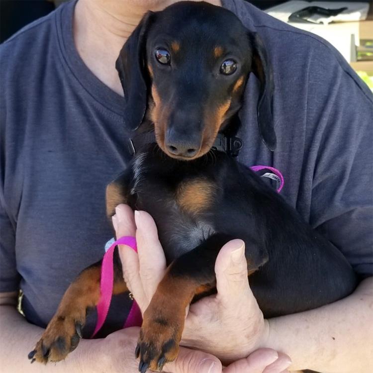 all about paws small dog rescue