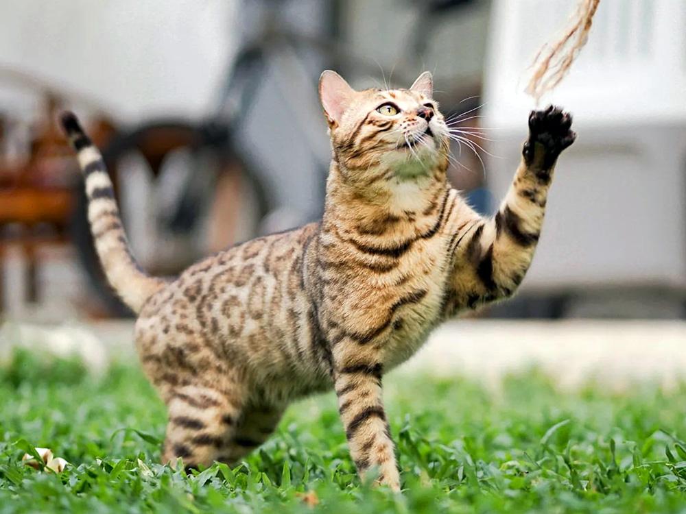 Spangled cat playing