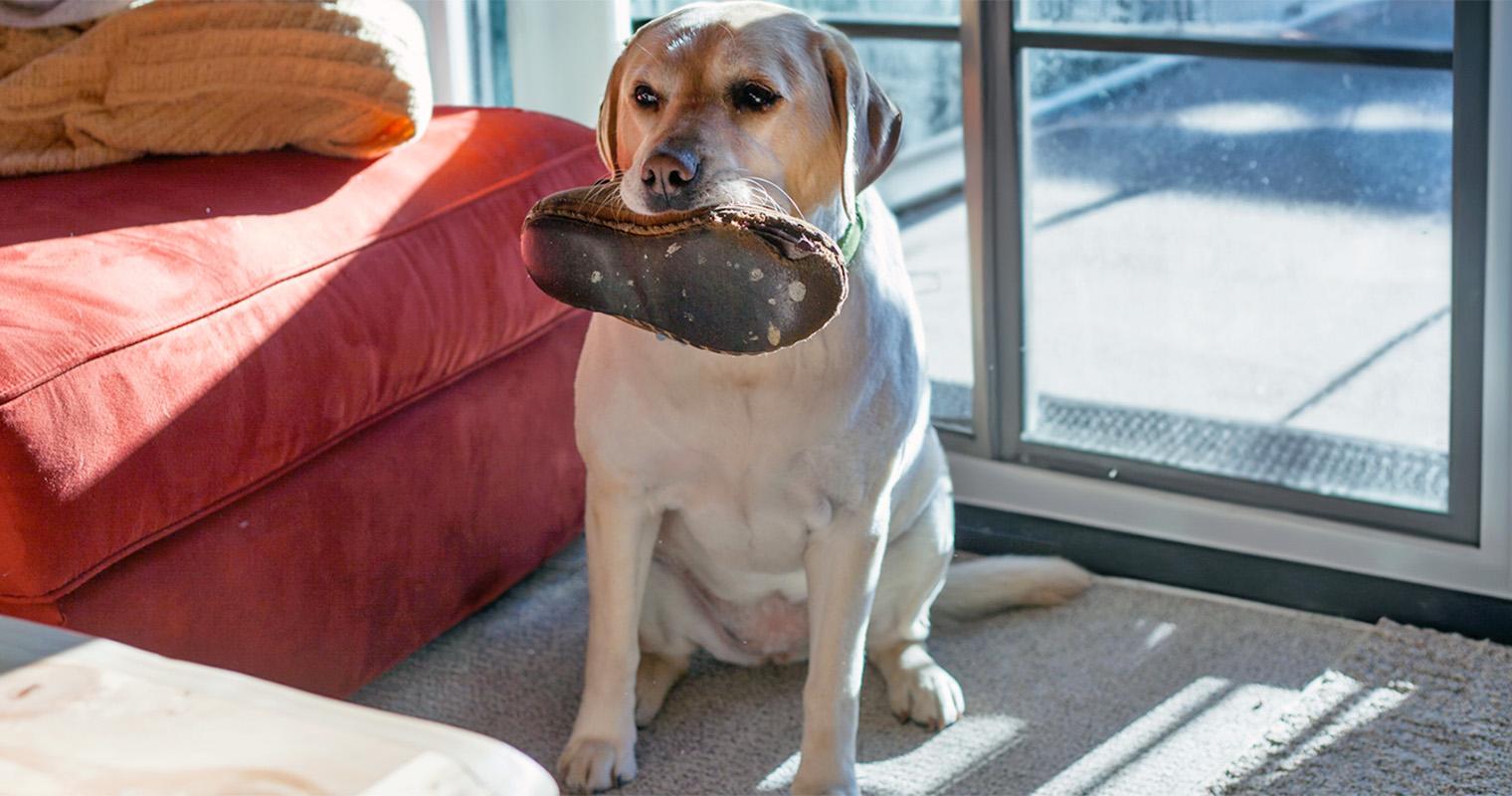 Why Is My Dog Suddenly Chewing Everything?