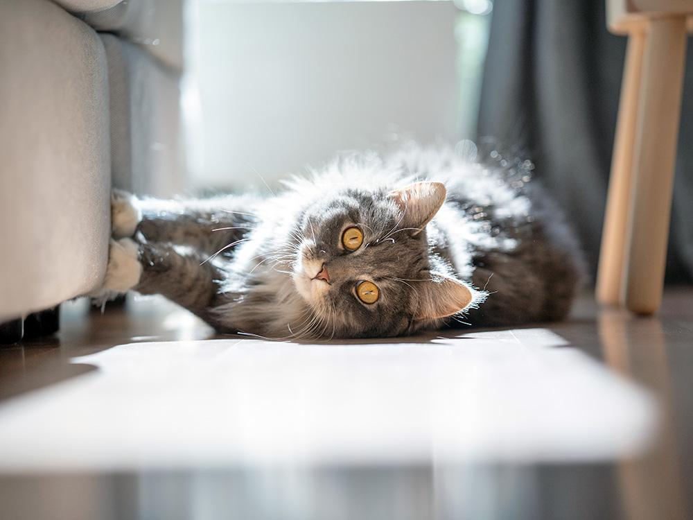 Gray and White Maine Coon kitty on floor