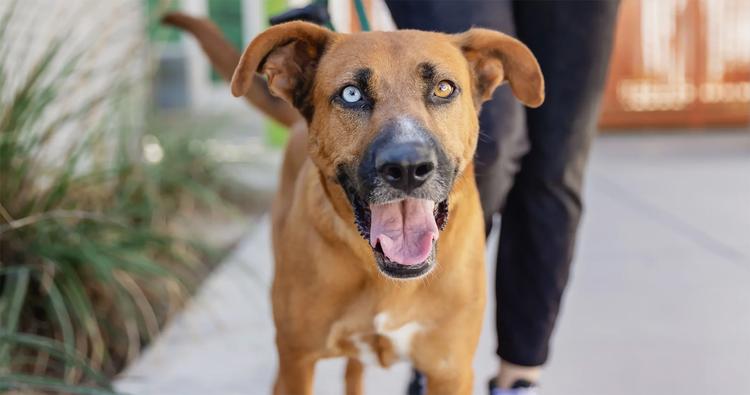 Las Vegas Animal Rescue Urgently Needs Fosters as Shelter Overflows