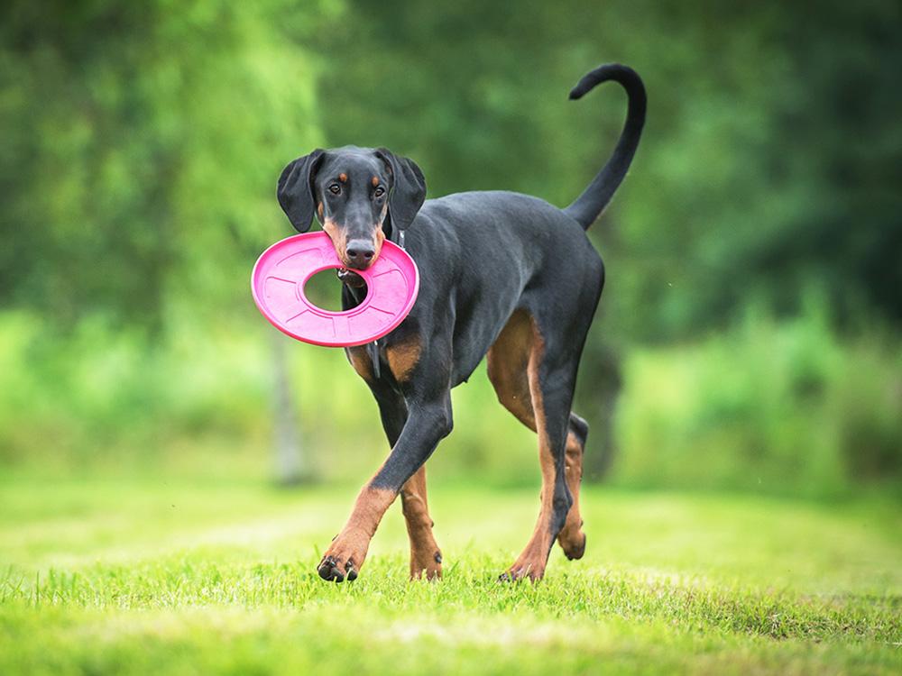 Doberman Pinscher with a frisbee