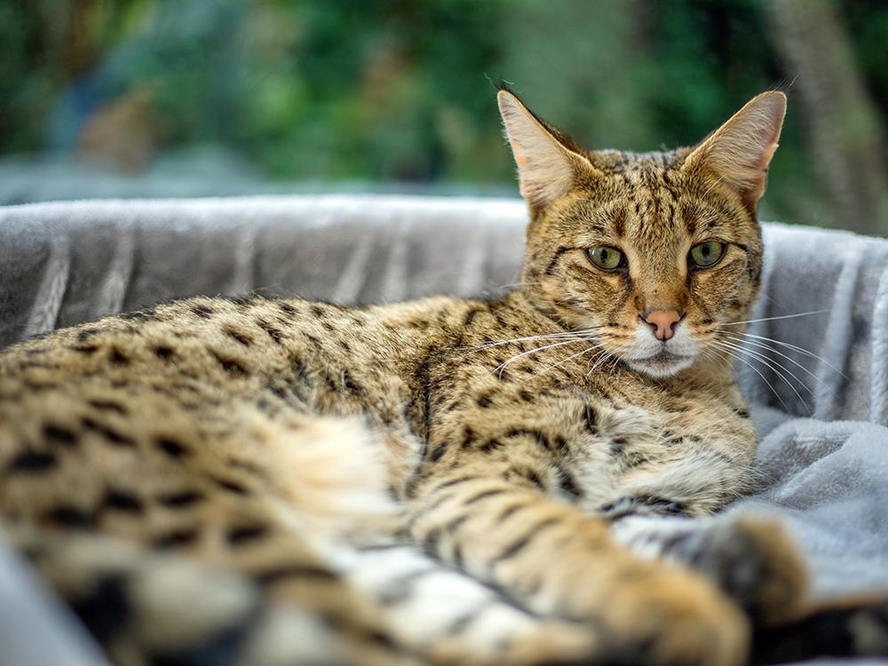 Savannah cat lounging on bed