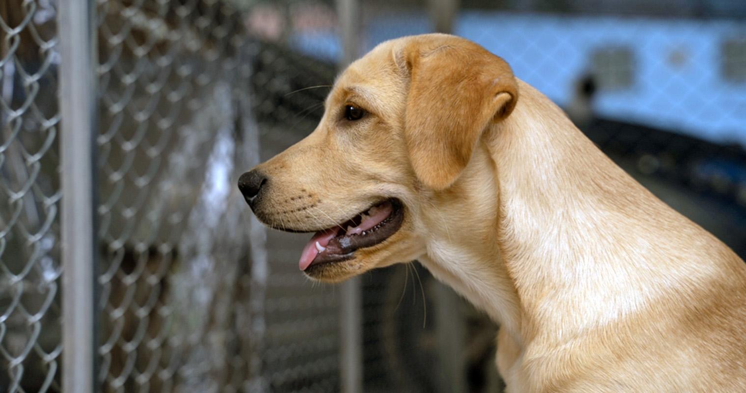 Which Dog Breeds Are Most Commonly Found in Shelters?