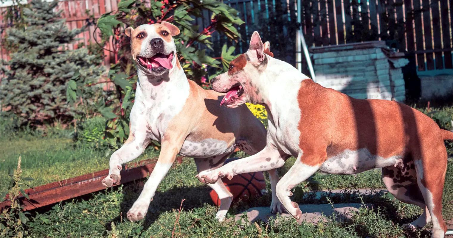 The Pros and Cons of Getting a Second Dog: Adoption Advice