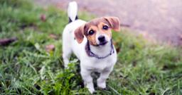 When New Puppies Can Go Outside, According to a Vet