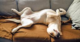 How Much Space Does a Dog Need to Be Happy?