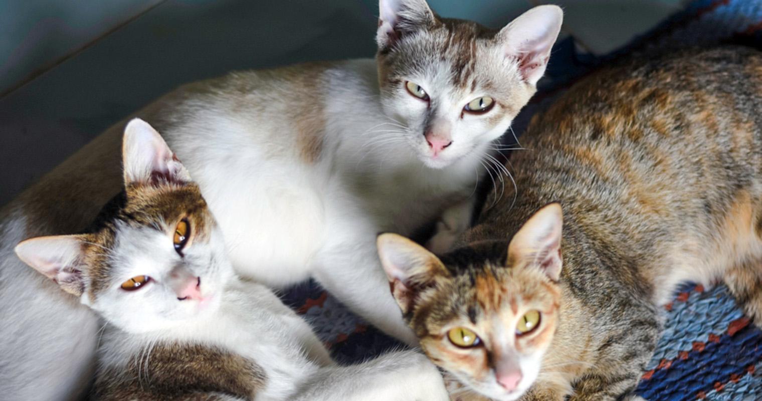 Cat Colors and Patterns, Explained