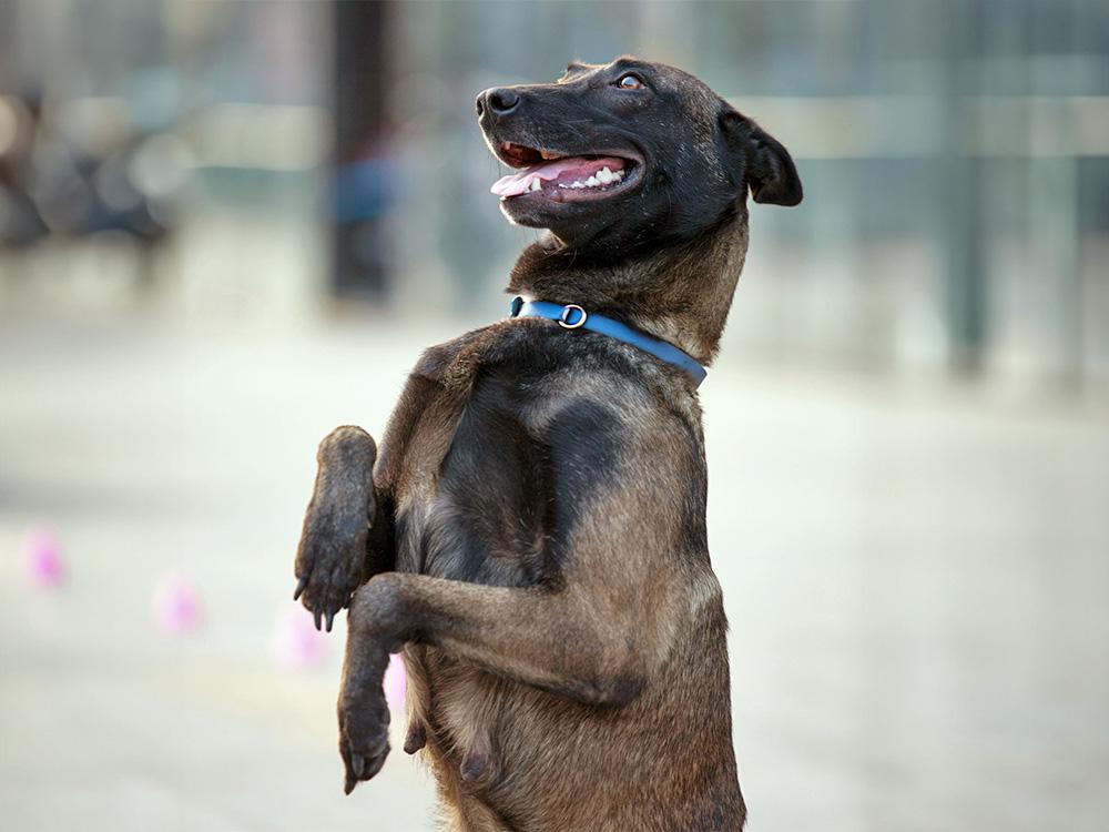 Belgian Malinois dog