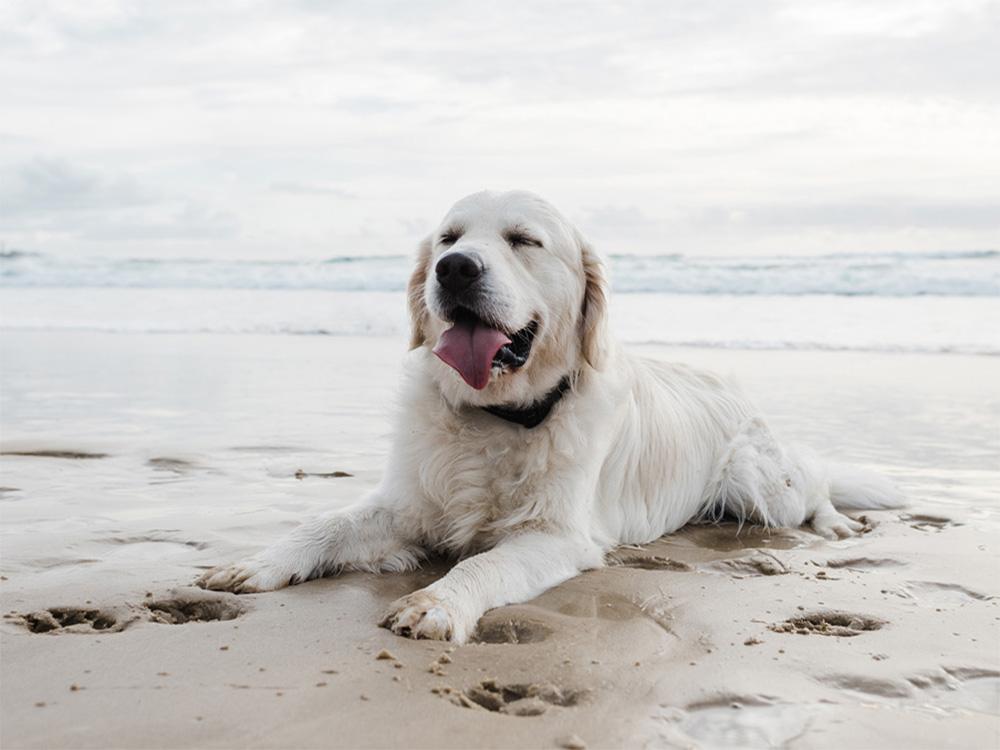 golden retriever on beach