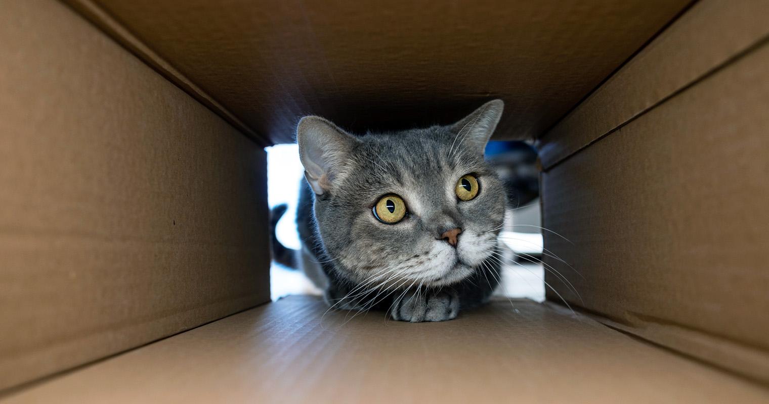 How Much Space Does a Cat Need to Be Happy?