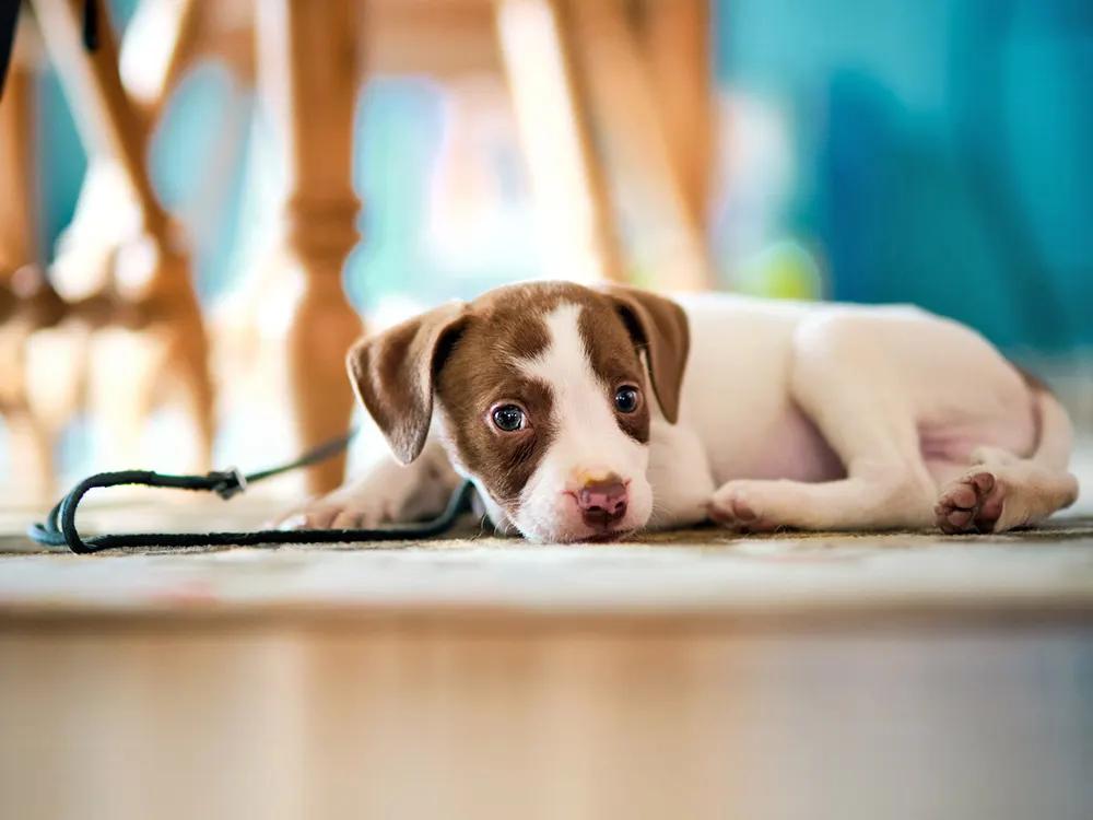 puppy on floor with leash