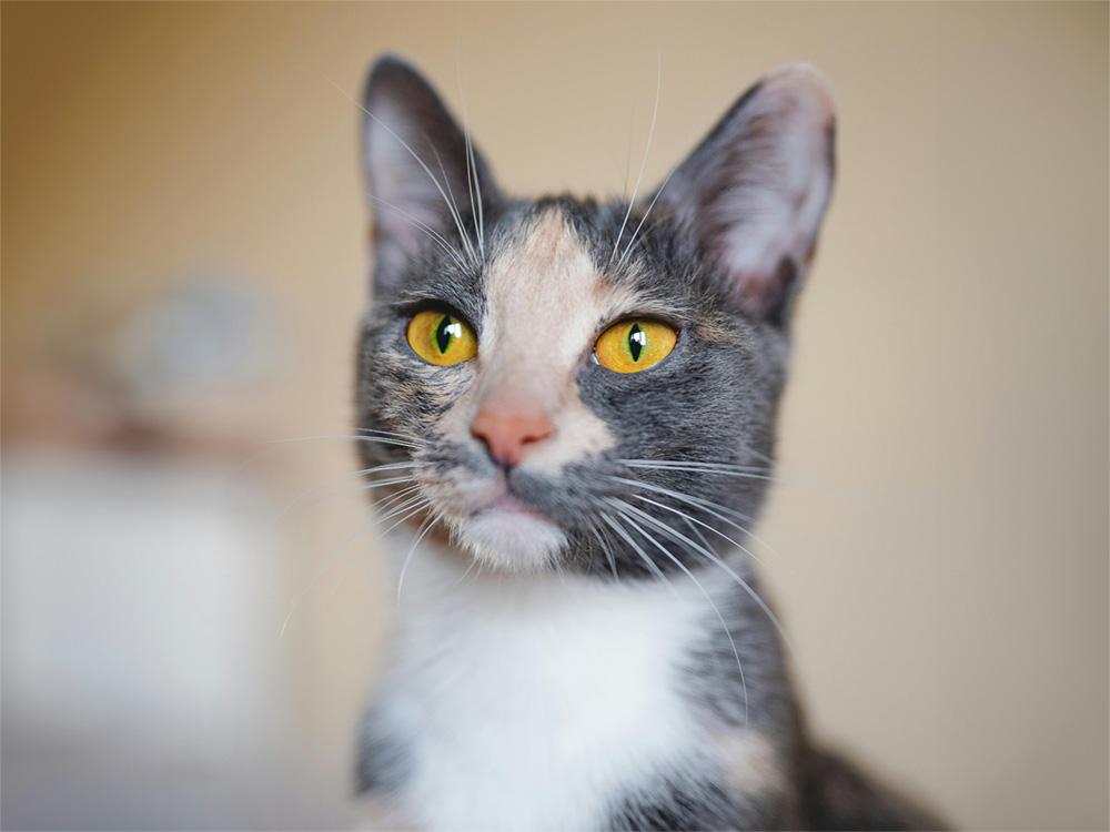 muted gray and orange dilute calico cat