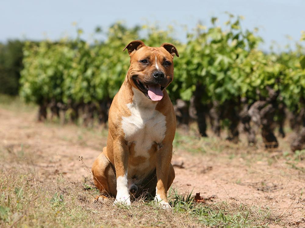 staffy dog looking in field