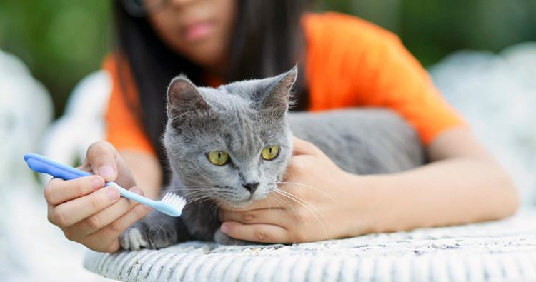 Why It’s Important to Brush Your Cat’s Teeth