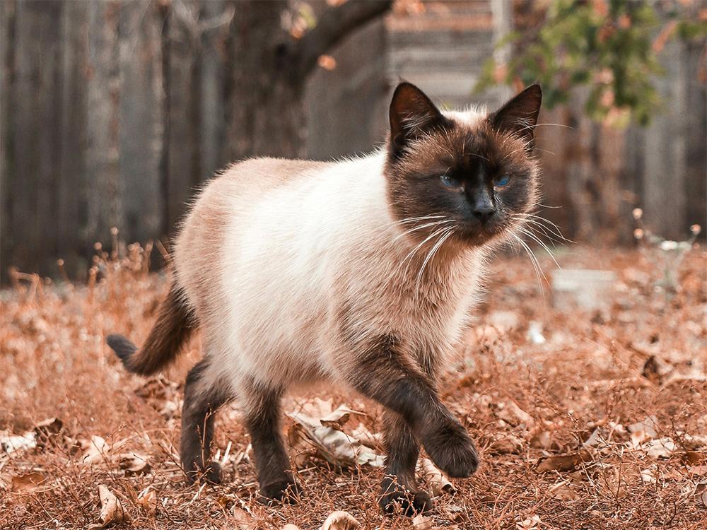 siamese cat walking in fall