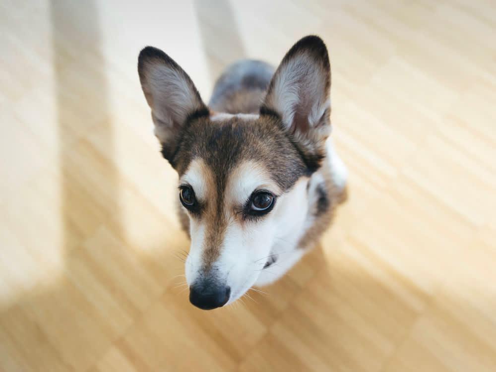 Why Is My Dog Suddenly Afraid to Go Outside?