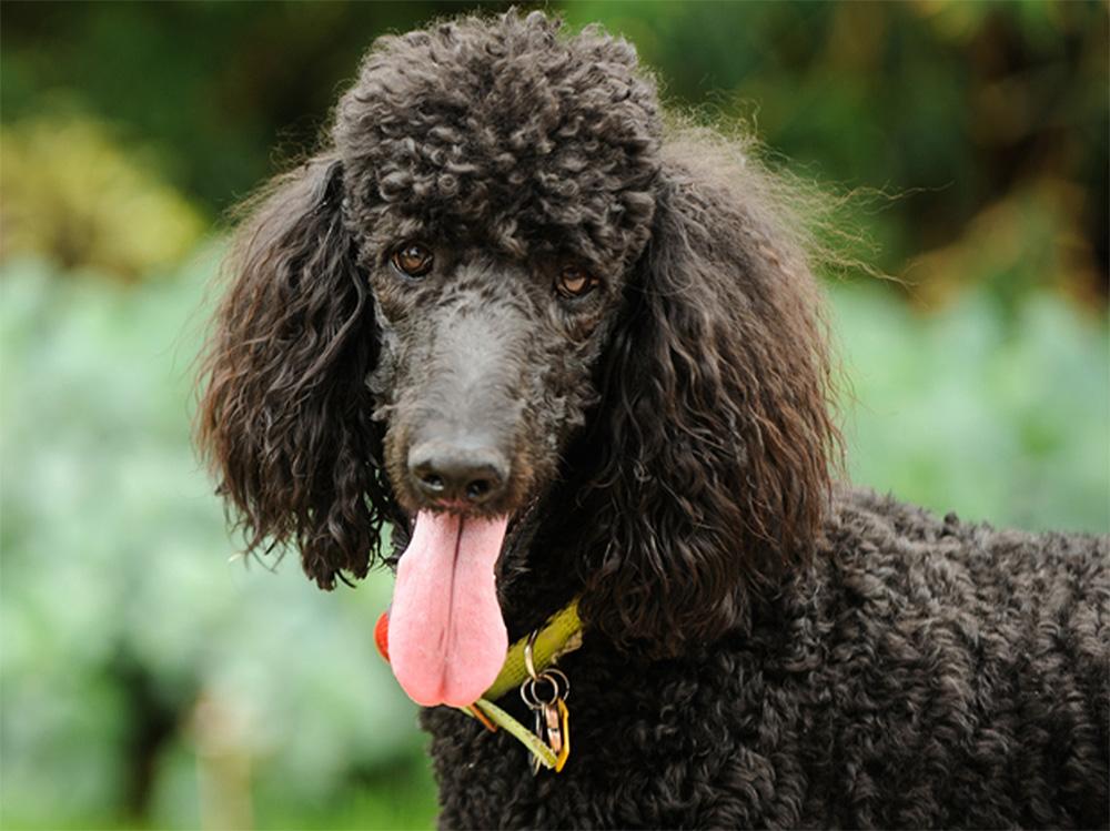 standard black poodle