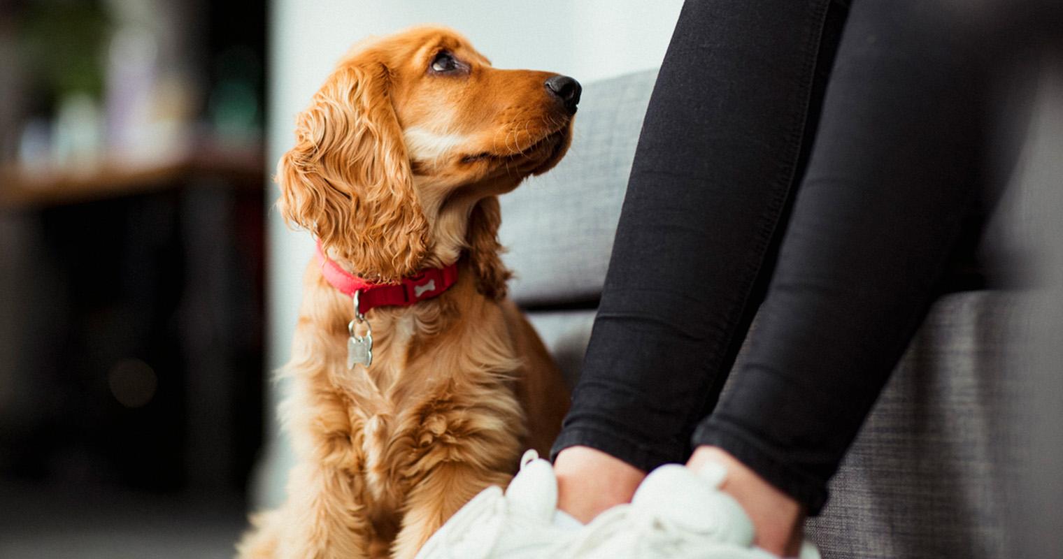 What Are Signs of Anxiety In Dogs?