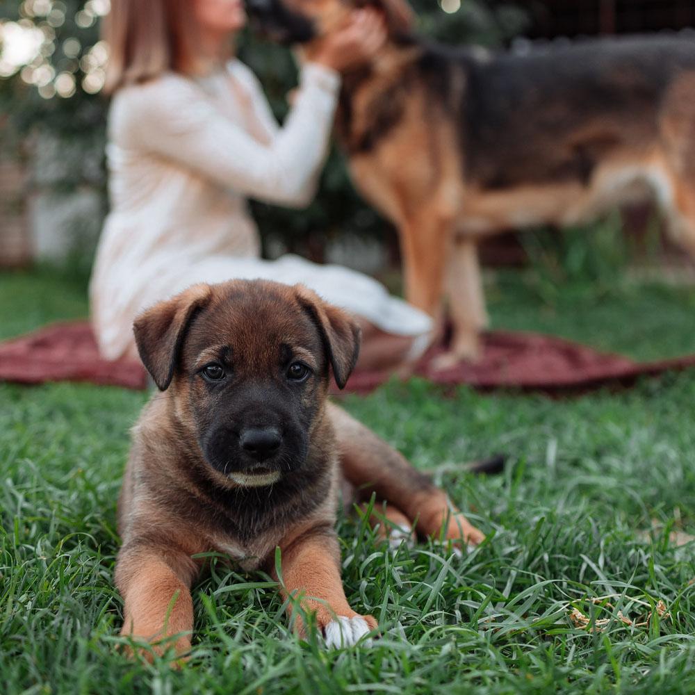 How Can You Determine Your Dog’s Age?