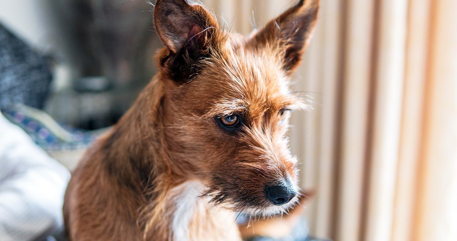 Why Is My Dog Whining For No Reason?