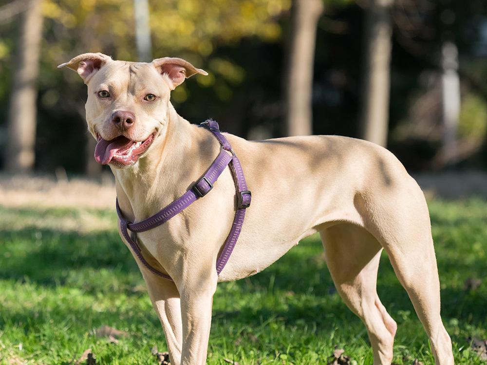 American Pit Bull Terrier