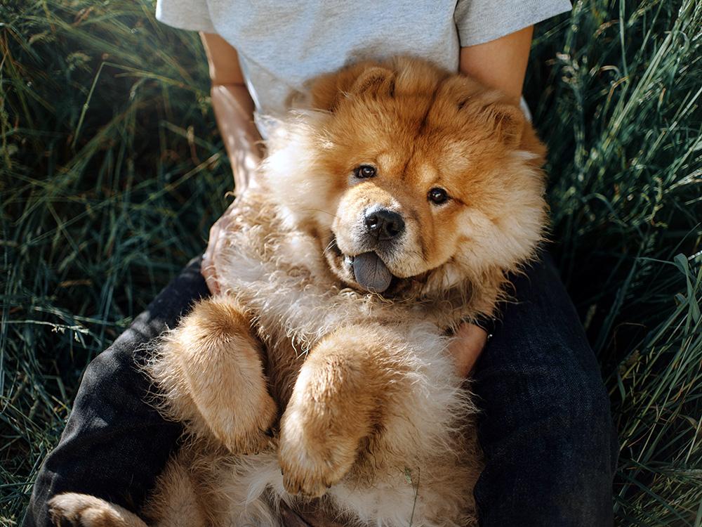 Chow Chow dog