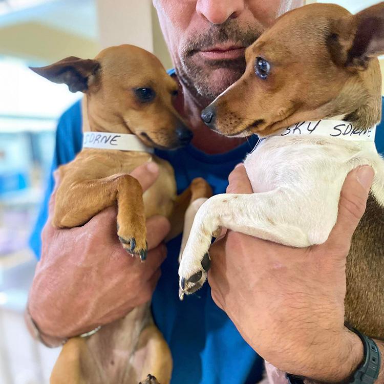 Small Dog Rescue of New England two rescue dogs