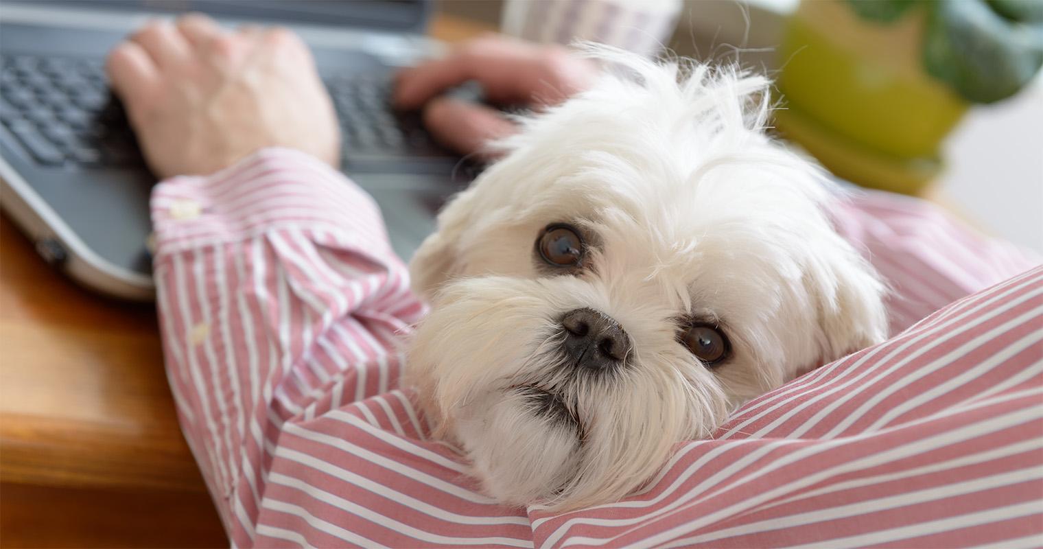 How Do I Find a Good Home for My Maltese?