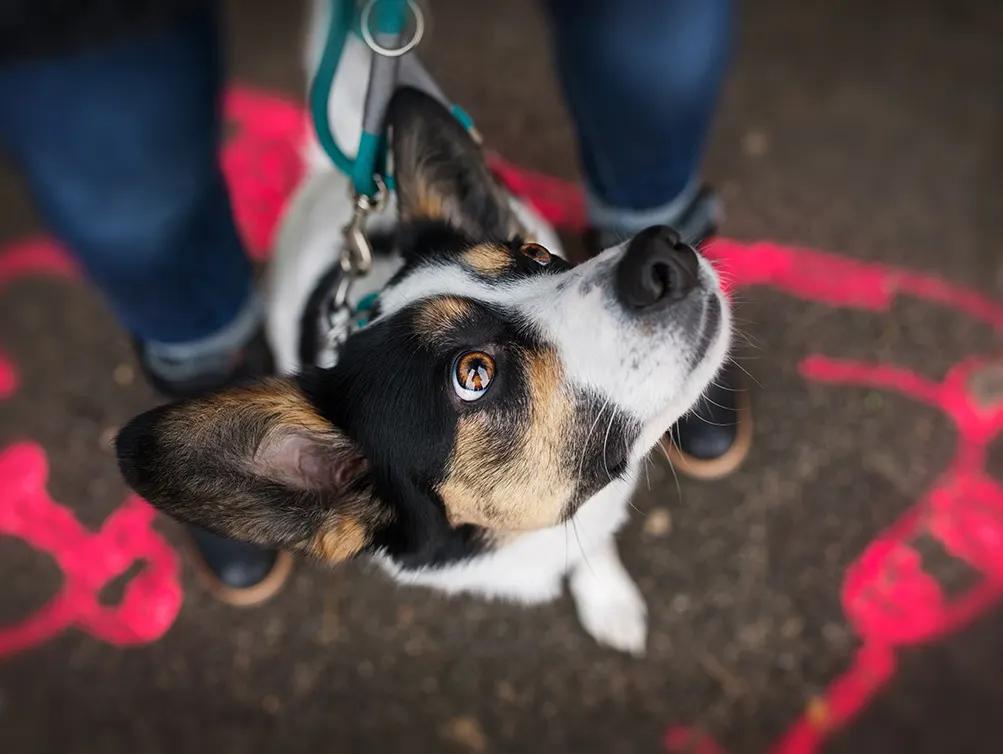 dog on leash looking up at person