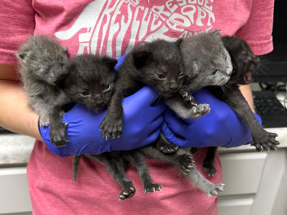 Tuscaloosa-Metro-Animal-Shelter kittens