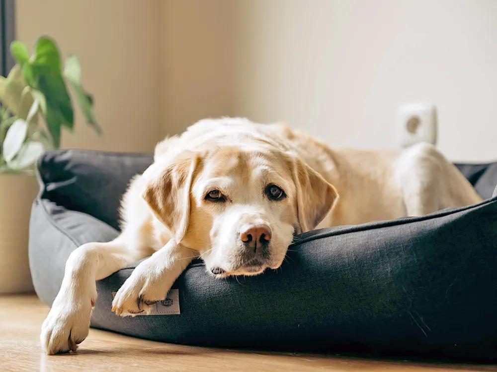 dog lying unhappily in bed