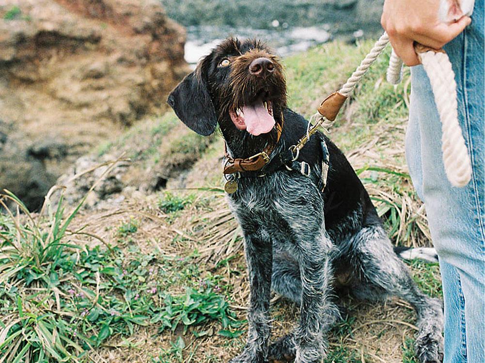 Man holding german wiredhaired pointer puppy
