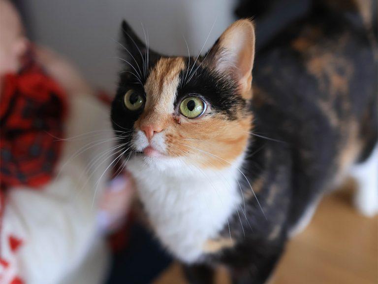calico american shorthair cat