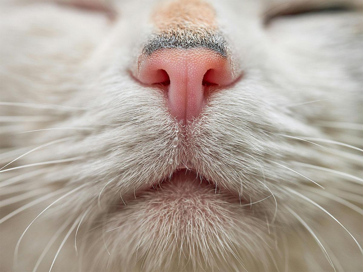a close-up of a cat's nose