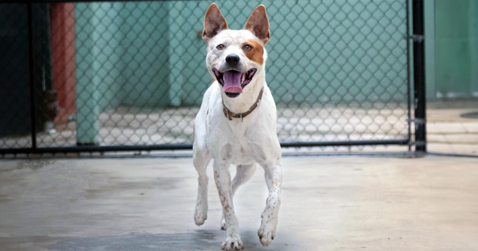 What Does It Mean to Rehome an Australian Cattle Dog?