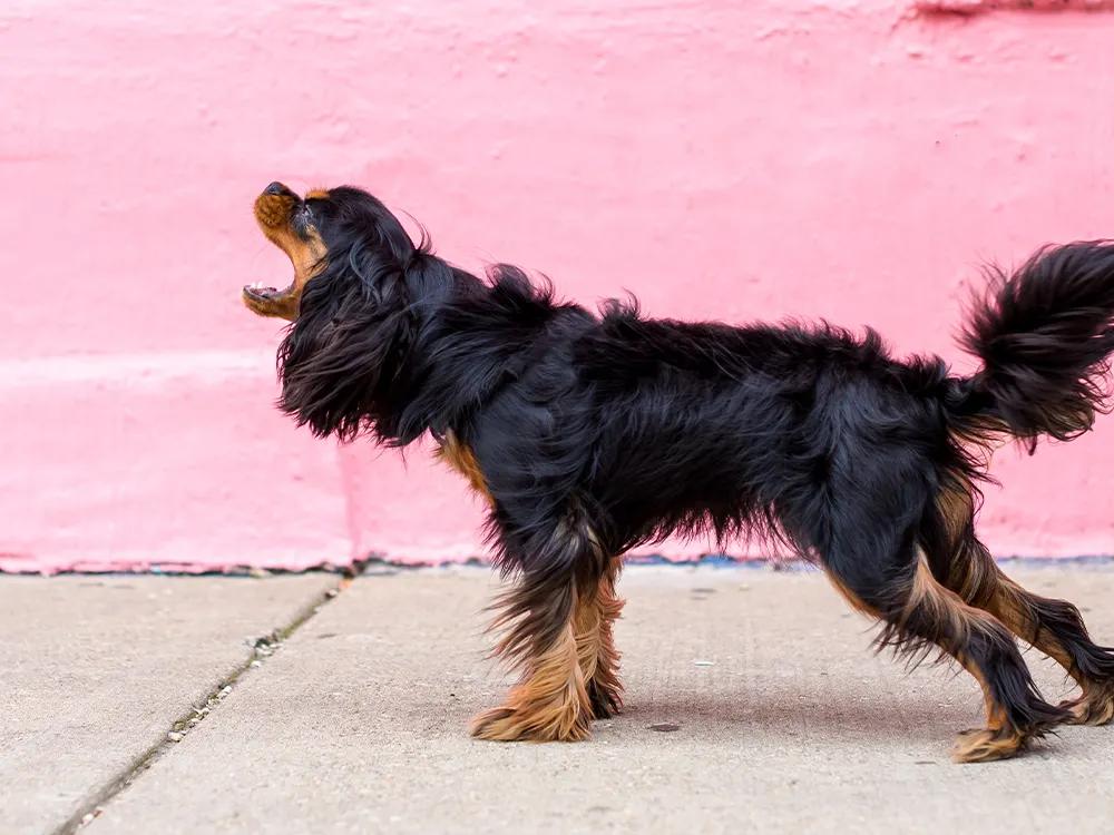 How Do You Stop a Dog From Barking?