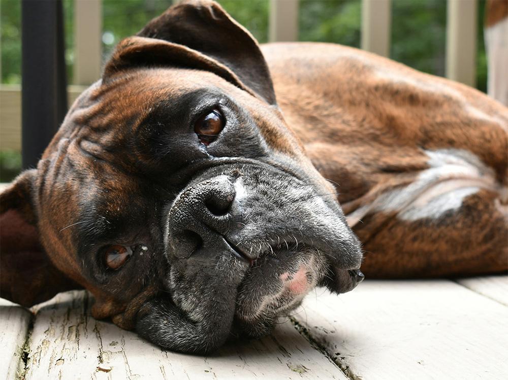 boxer dog lying on deck