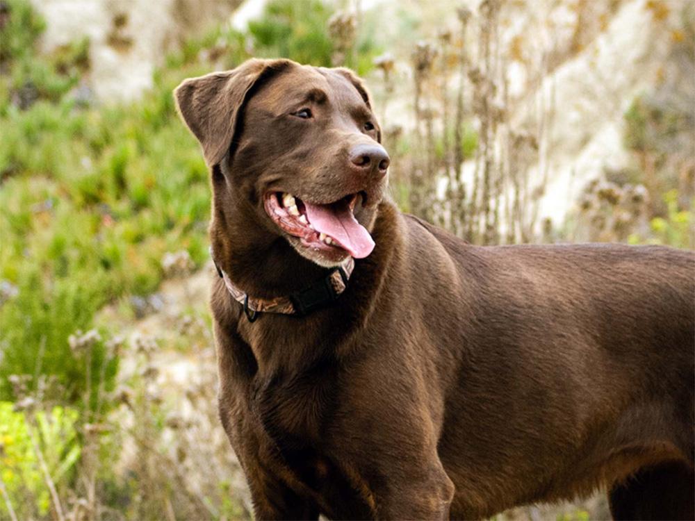 labrador chocolate lab