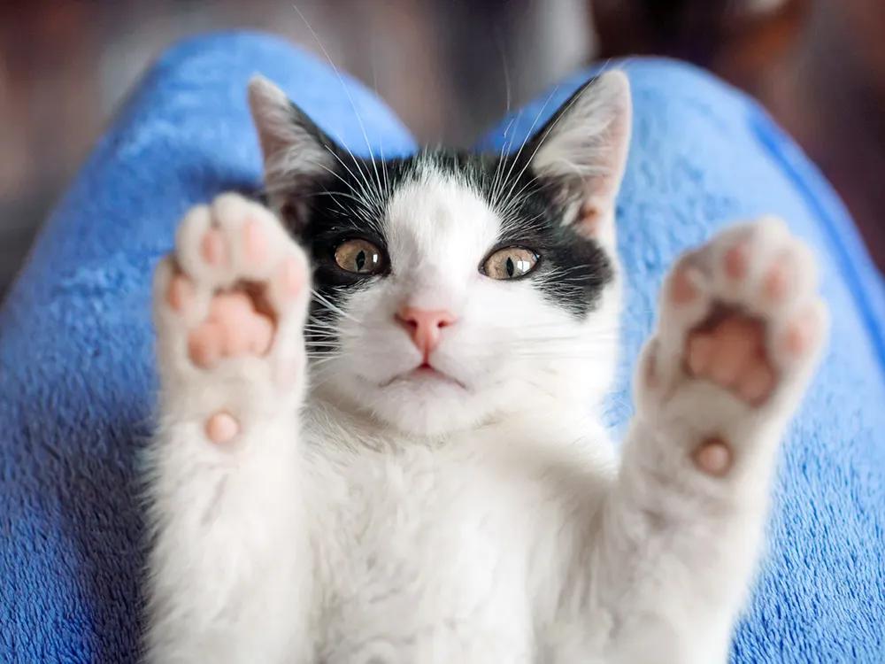 kitten showing toe beans