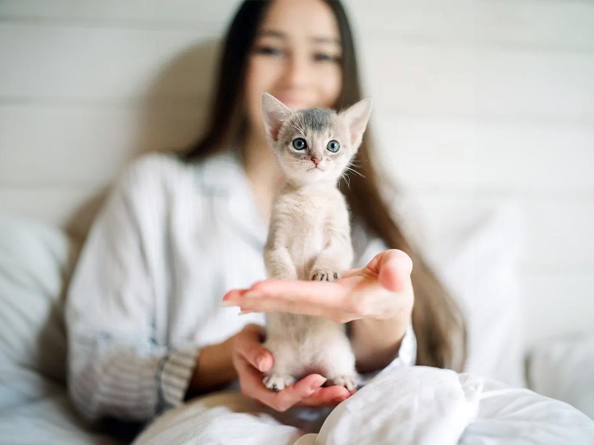 holding foster kitten