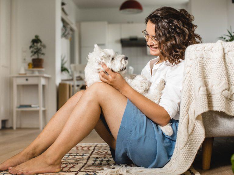 white West Highland Terrier